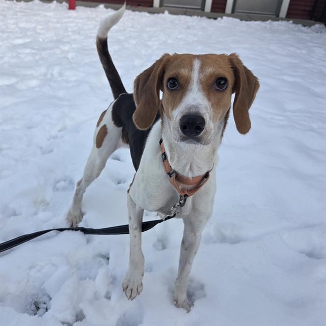 WHISPER, Adoptable, Adult Female Treeing Walker Coonhound.