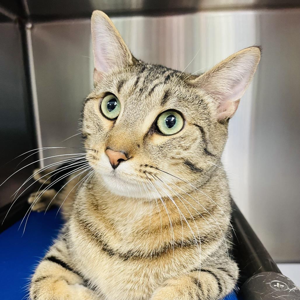 Enlarge Spitfire, a Adoptable Domestic Short Hair in Columbia Station, OH image 1/1