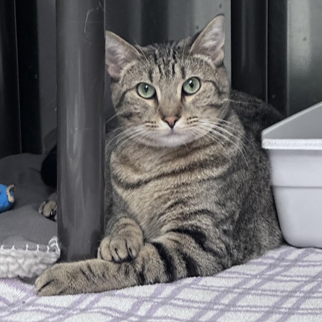 Enlarge Spitfire, a Adoptable Domestic Short Hair in Columbia Station, OH image 2/2