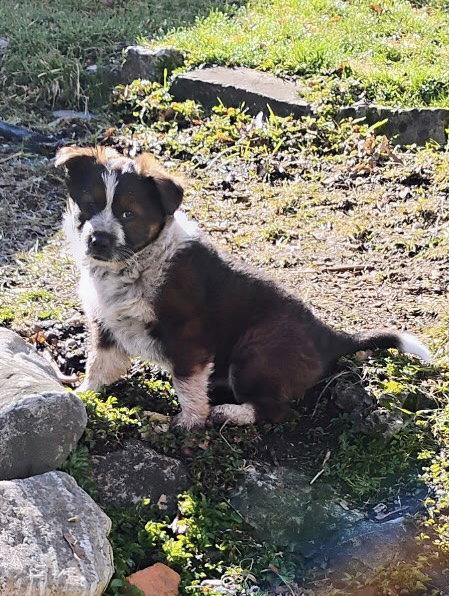 Gaia, Adoptable, Puppy Female Mixed Breed.