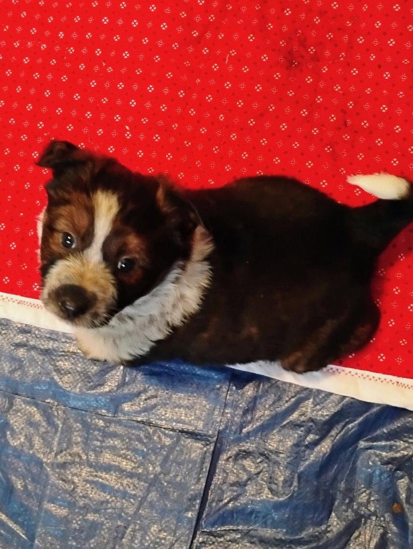 Gaia, Adoptable, Puppy Female Mixed Breed.