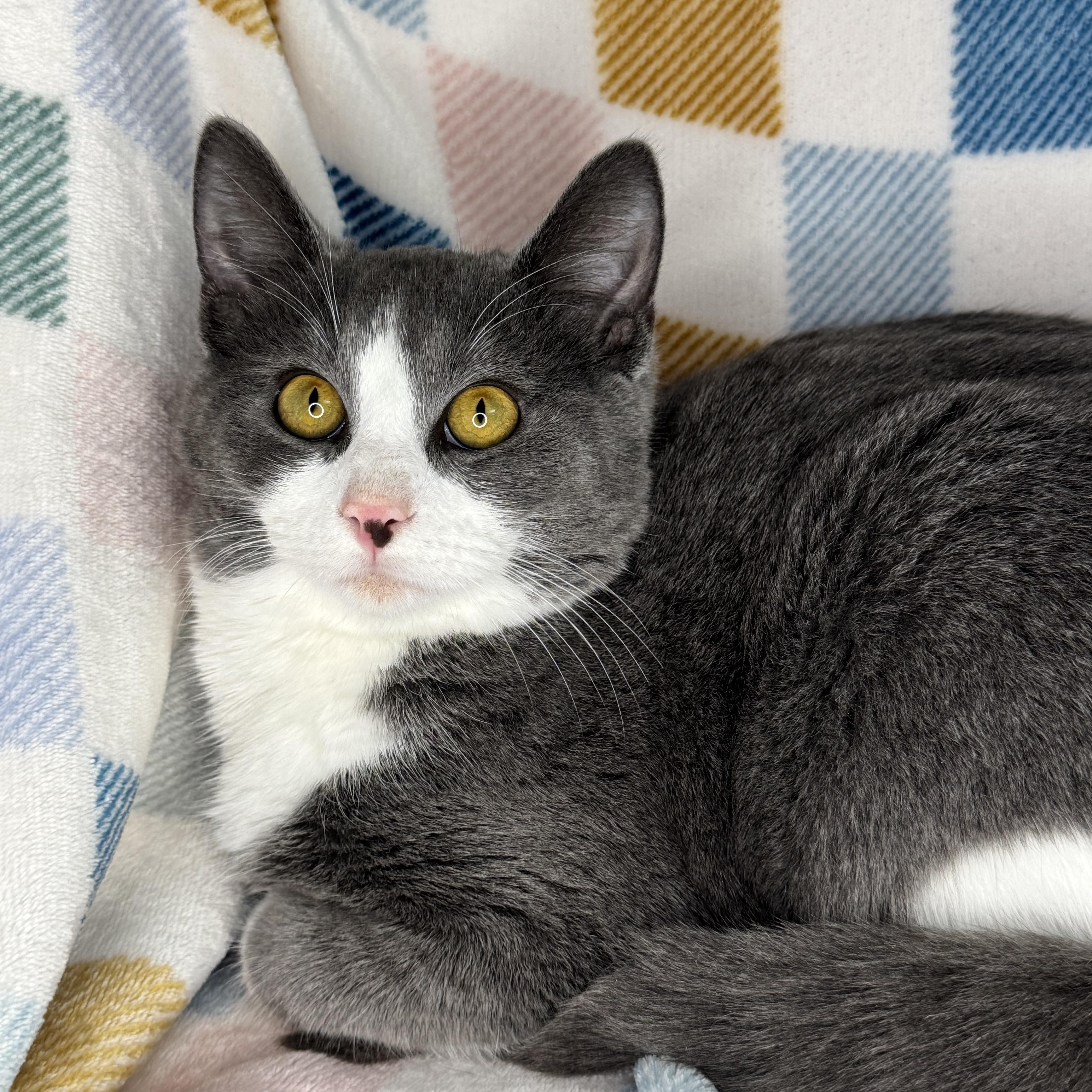 Enlarge Barney “Big Barn”, a Adoptable mixed breed in Mount Vernon, IL image 5/6