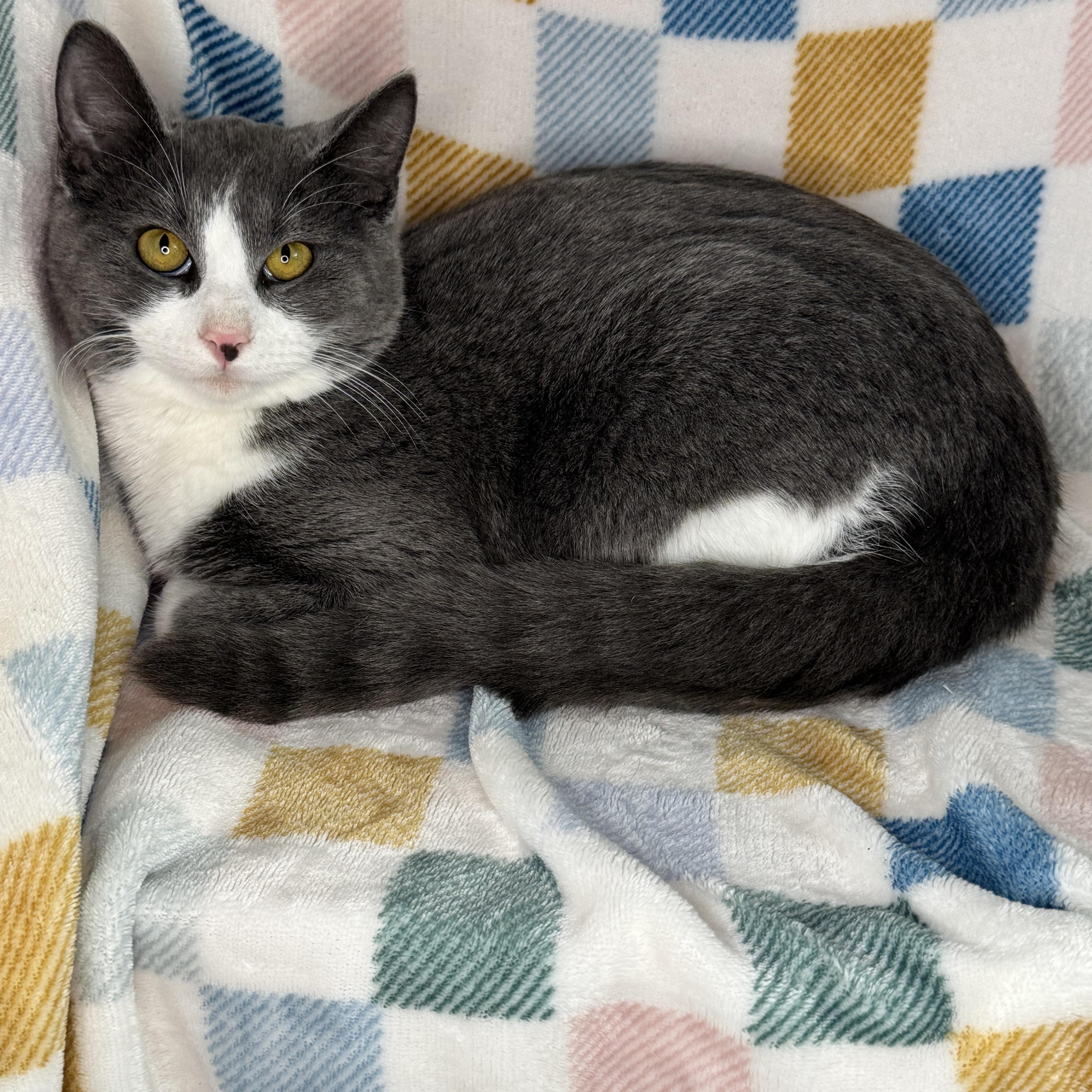 Enlarge Barney “Big Barn”, a Adoptable mixed breed in Mount Vernon, IL image 6/6