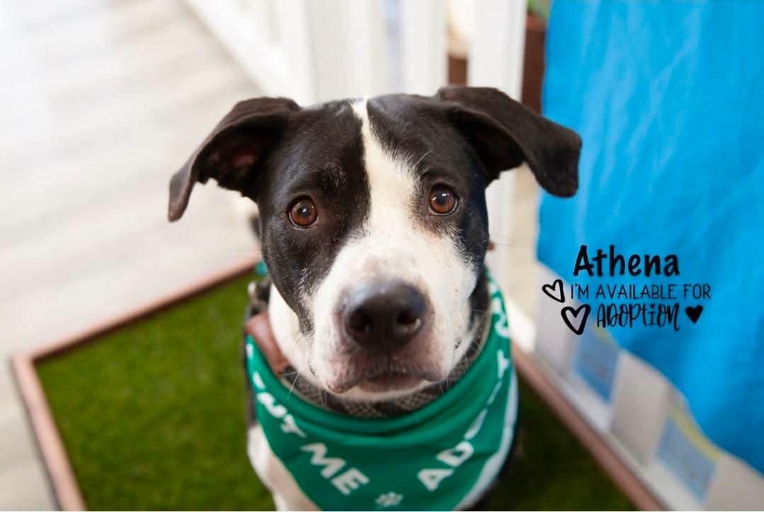 Athena, a ADOPTABLE mixed breed in Lexington, MO image 4/6
