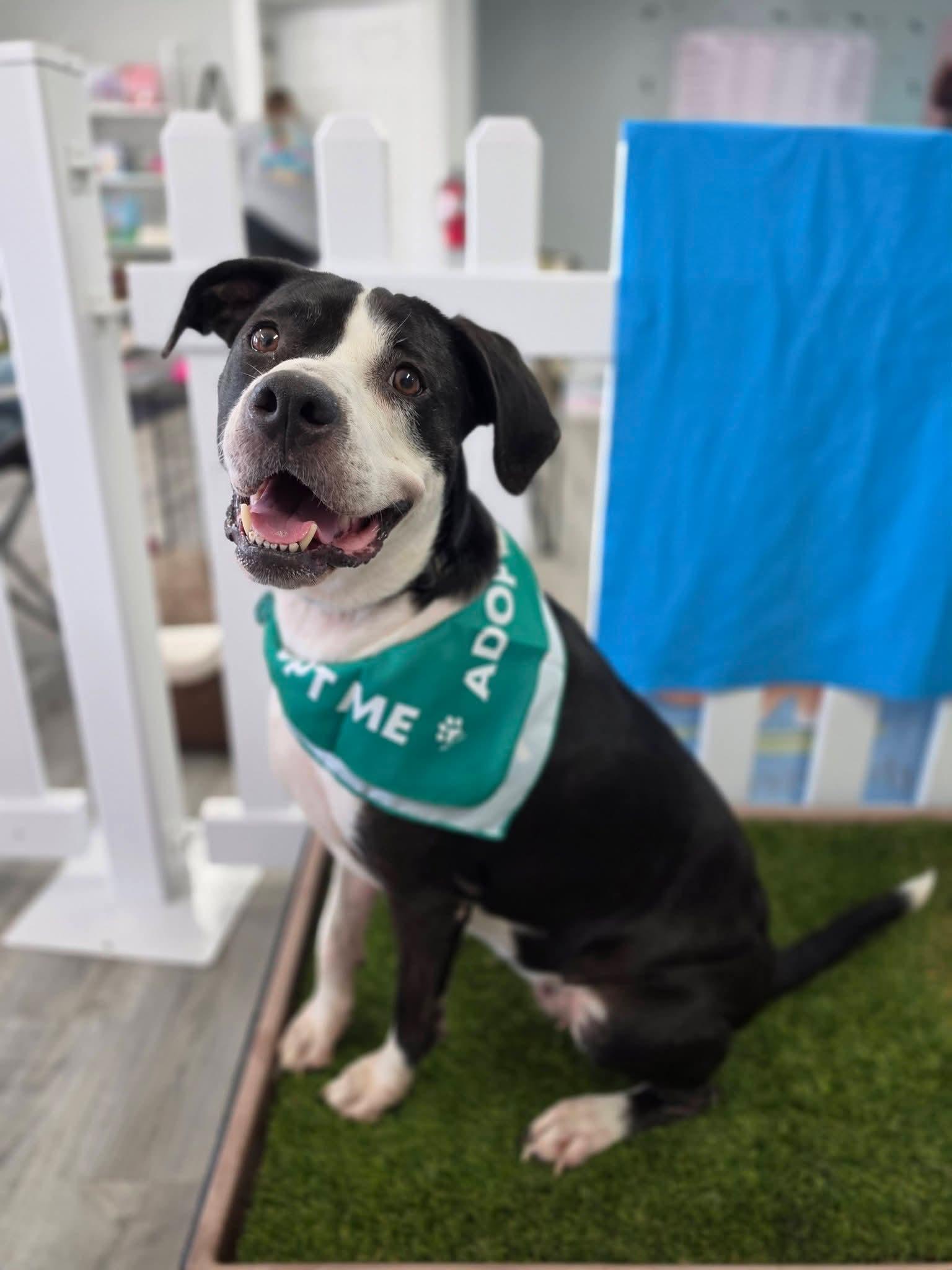 Athena, a ADOPTABLE mixed breed in Lexington, MO image 2/6
