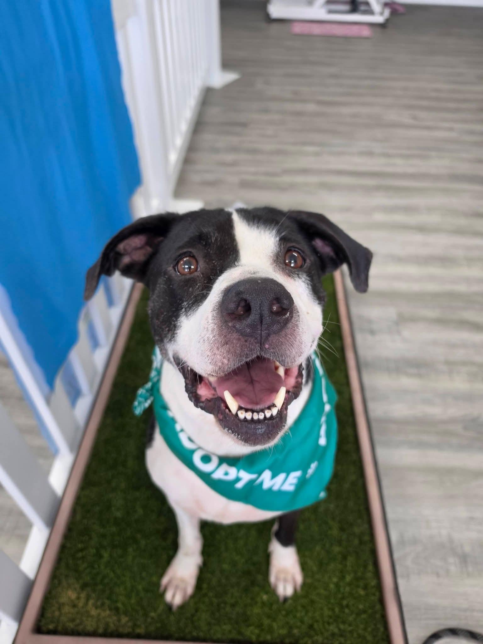 Athena, a ADOPTABLE mixed breed in Lexington, MO image 3/6