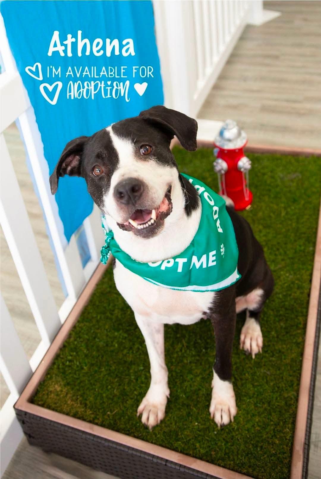 Athena, a ADOPTABLE mixed breed in Lexington, MO image 1/6