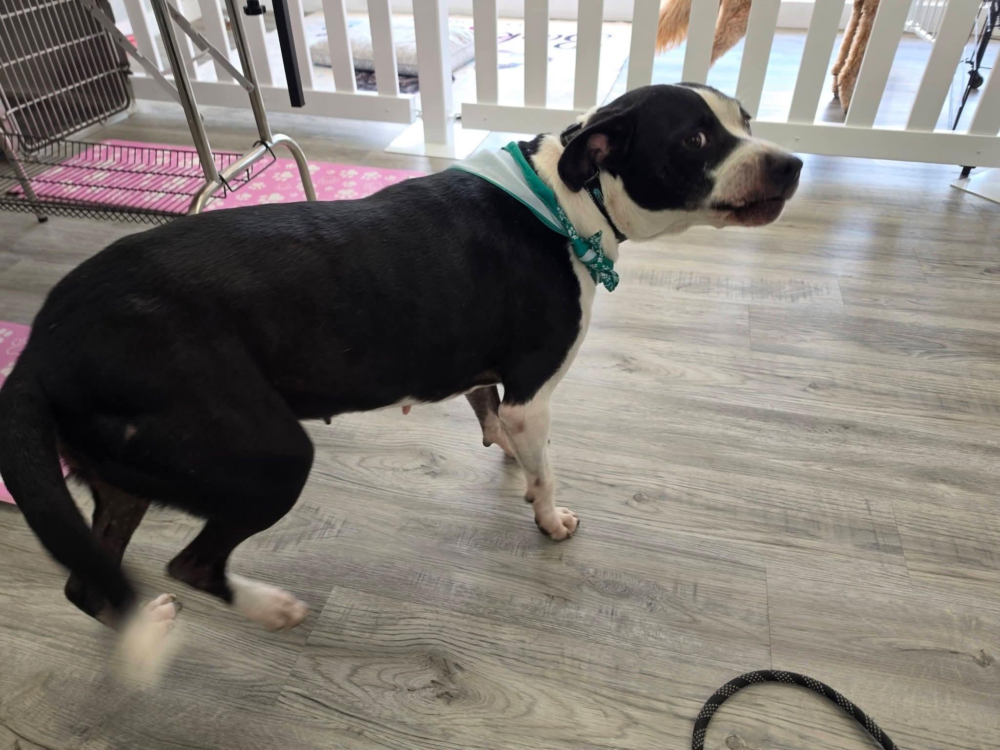 Athena, a ADOPTABLE mixed breed in Lexington, MO image 6/6