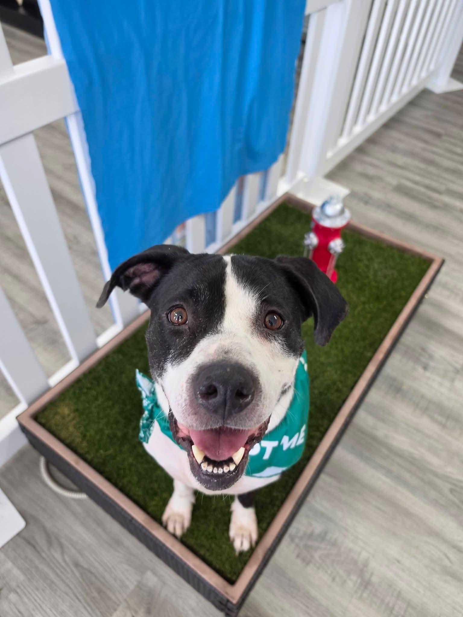 Athena, a ADOPTABLE mixed breed in Lexington, MO image 5/6