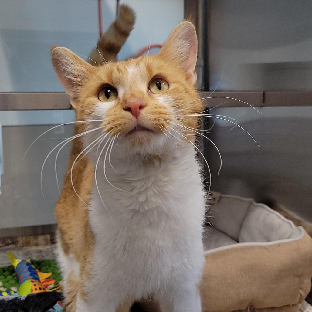 Goober, a Adoptable Domestic Short Hair in Nashville, IN image 1/6