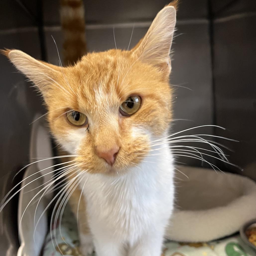 Goober, a Adoptable Domestic Short Hair in Nashville, IN image 2/6