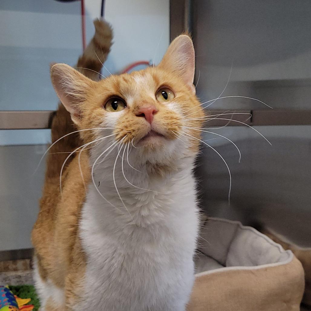 Goober, a Adoptable Domestic Short Hair in Nashville, IN image 3/6