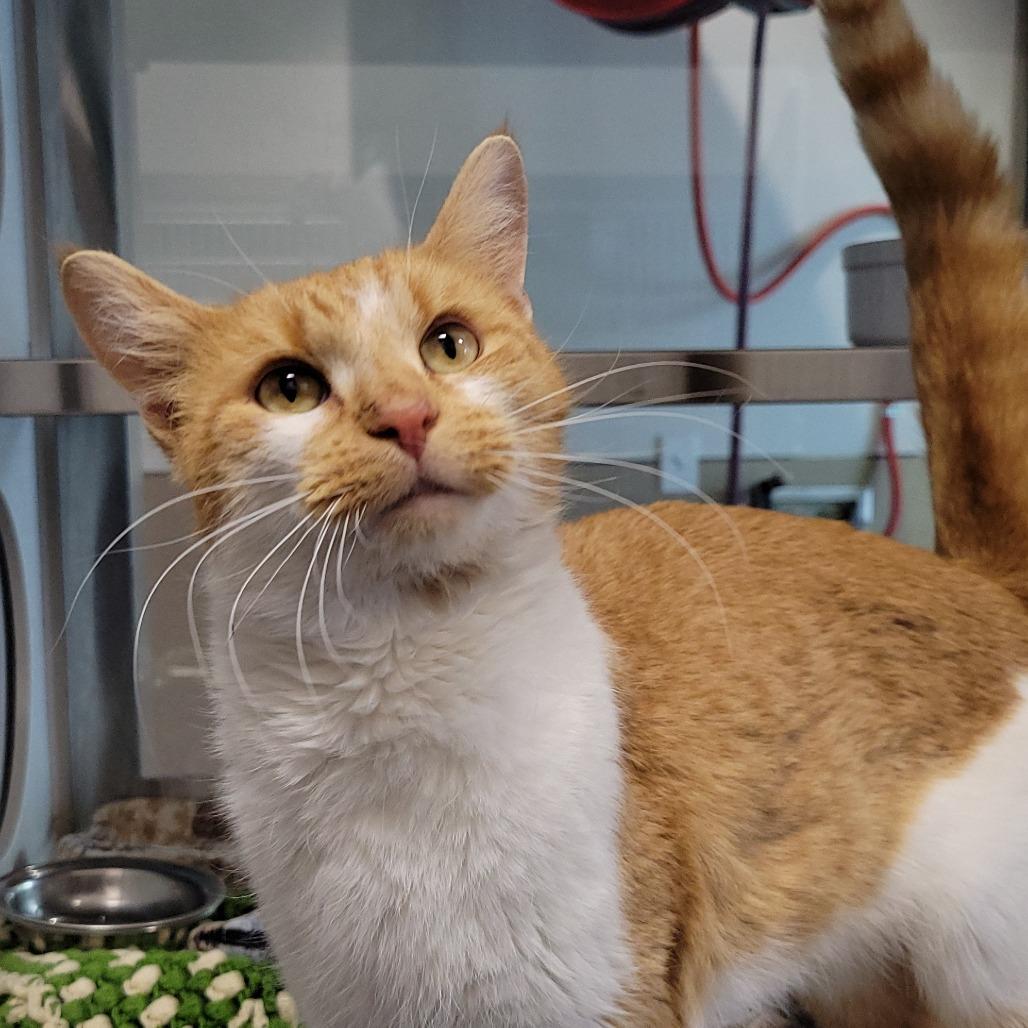 Goober, a Adoptable Domestic Short Hair in Nashville, IN image 5/6