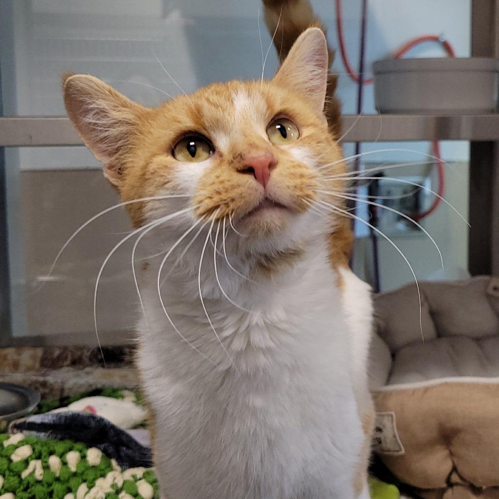 Goober, a Adoptable Domestic Short Hair in Nashville, IN image 6/6