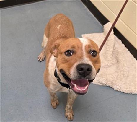 Enlarge COBALT, a Adoptable mixed breed in Denver, CO image 1/1