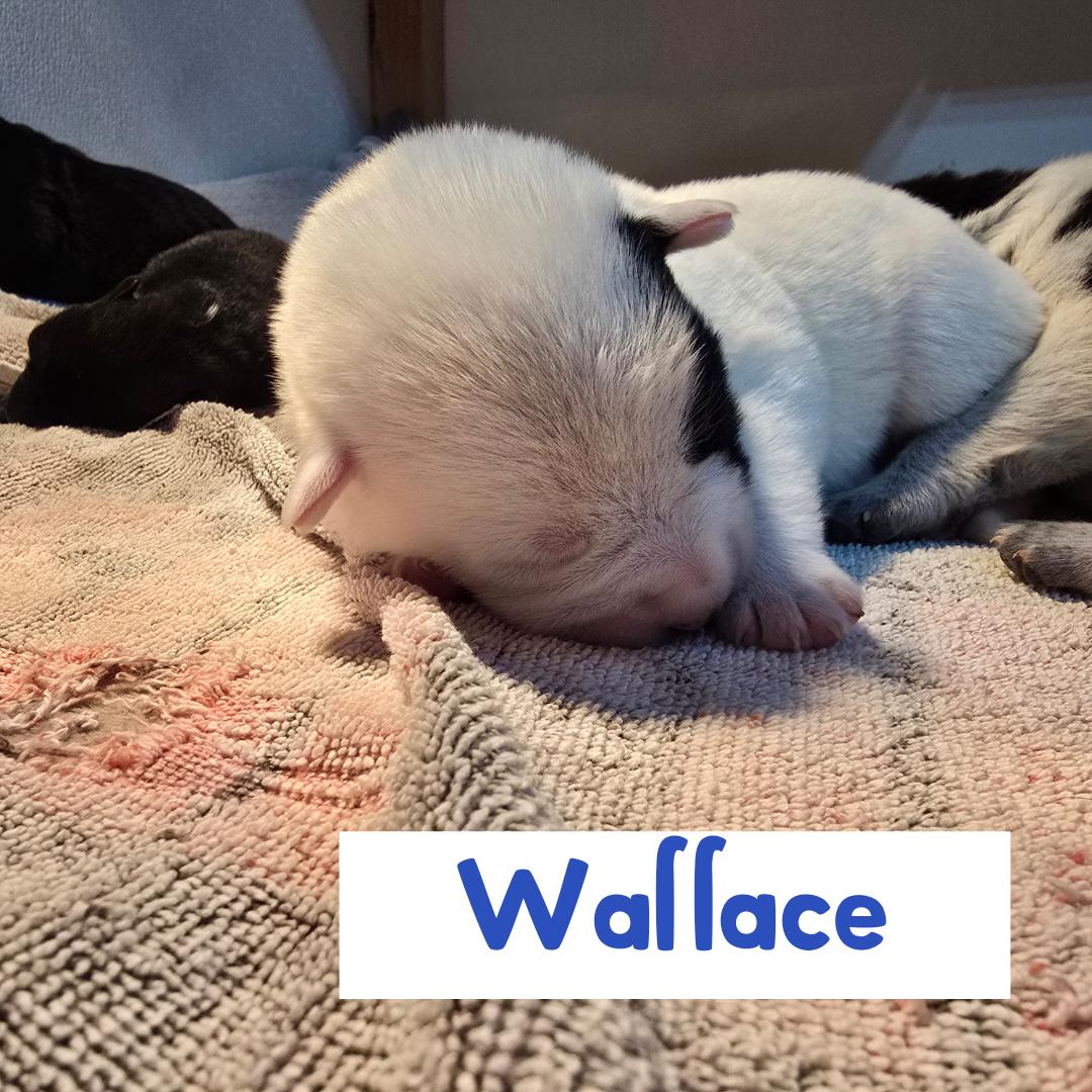 Enlarge Wallace , a ADOPTABLE mixed breed in Powell Butte, OR image 2/2