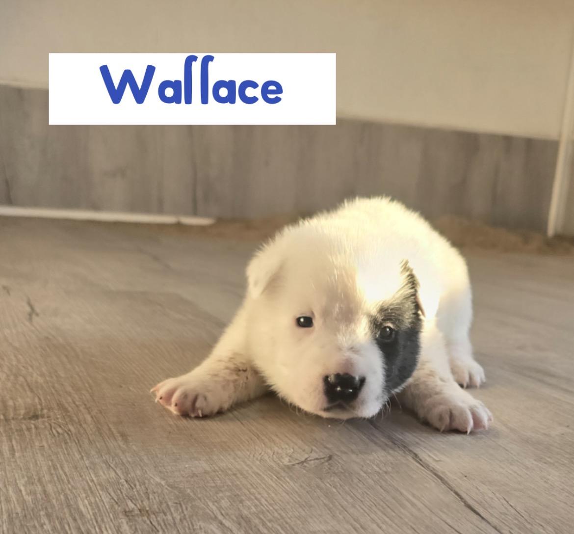 Wallace , ADOPTABLE, Puppy Male Australian Cattle Dog / Blue Heeler.