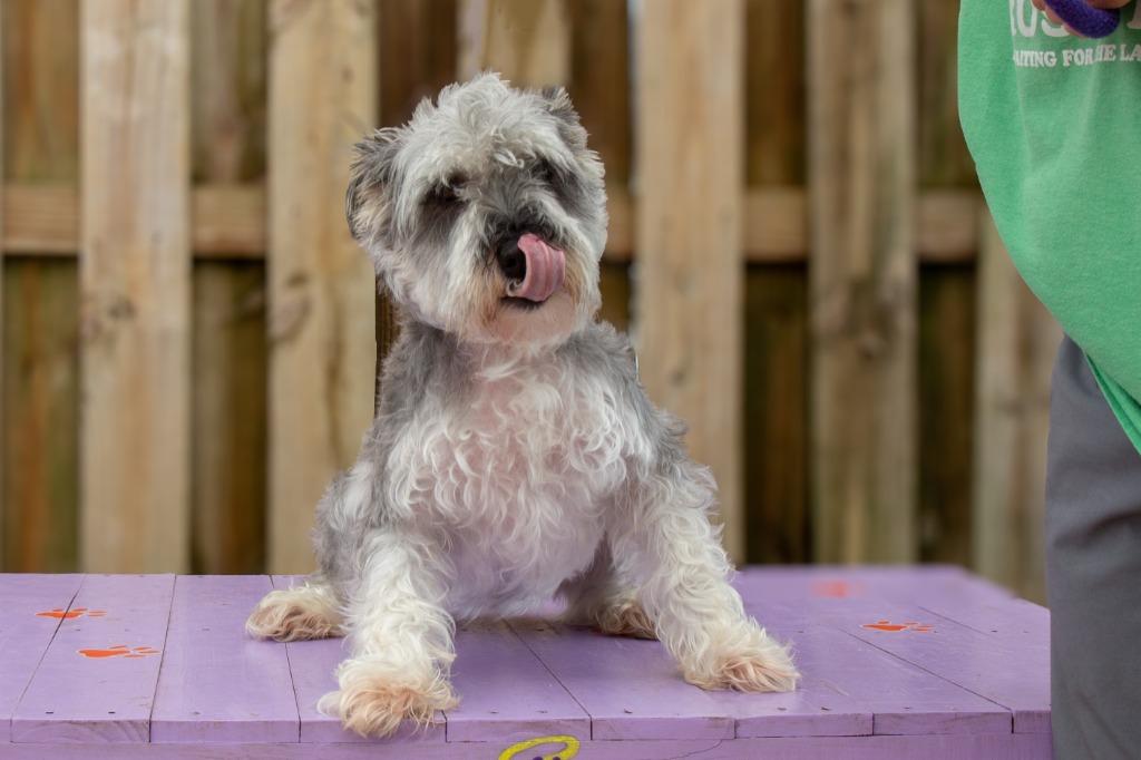 Enlarge Van, a Adoptable Schnauzer in Sebastian, FL image 1/3