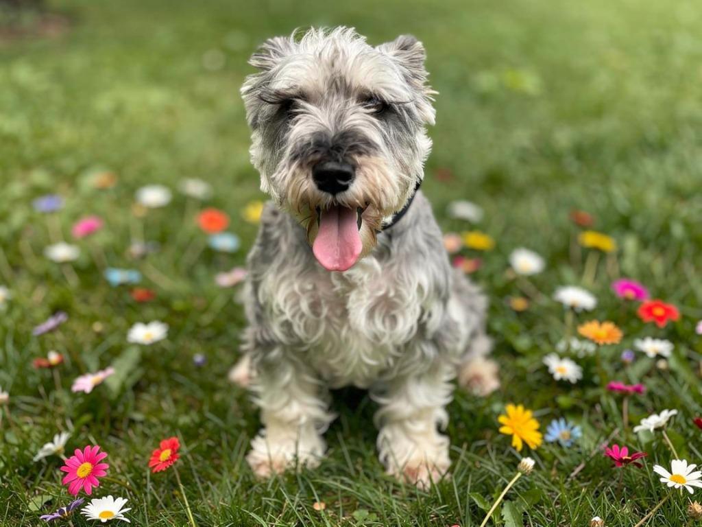 Enlarge Van, a Adoptable Schnauzer in Sebastian, FL image 3/3