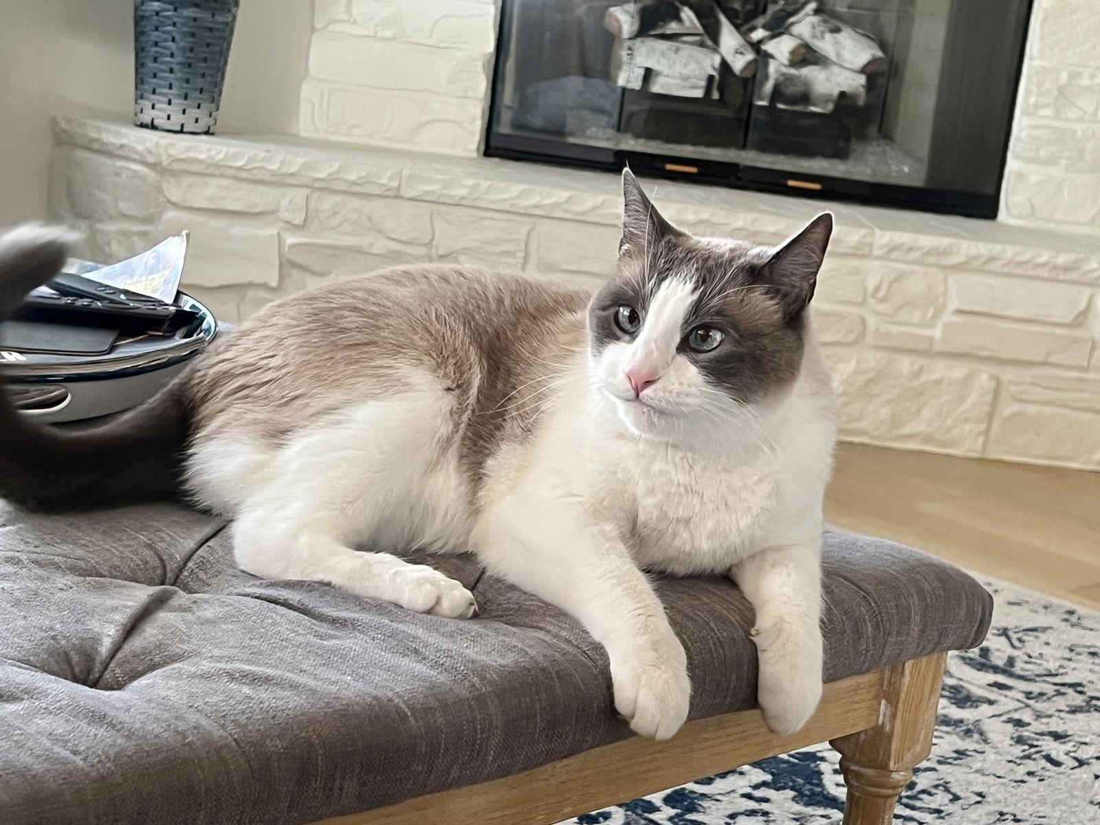 Enlarge Hubbell, a Adoptable mixed breed in Laguna Niguel, CA image 1/3