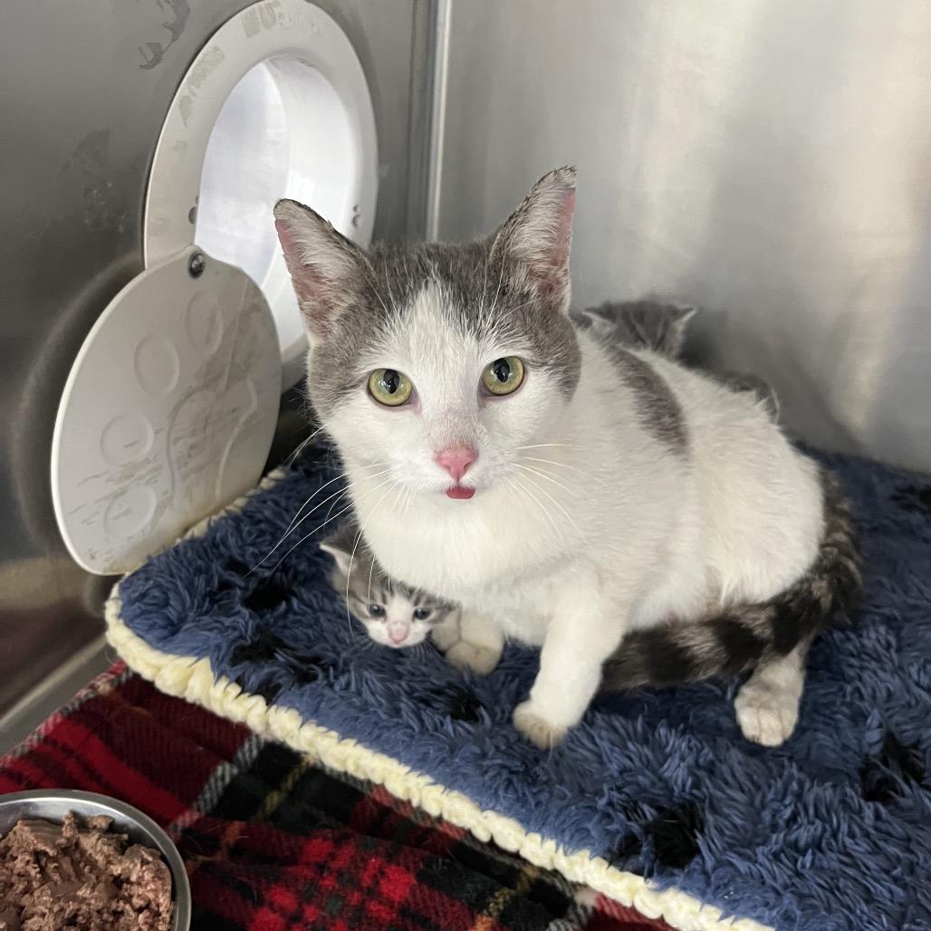 Nani, an adoptable Domestic Short Hair in Crookston, MN, 56716 | Photo Image 1