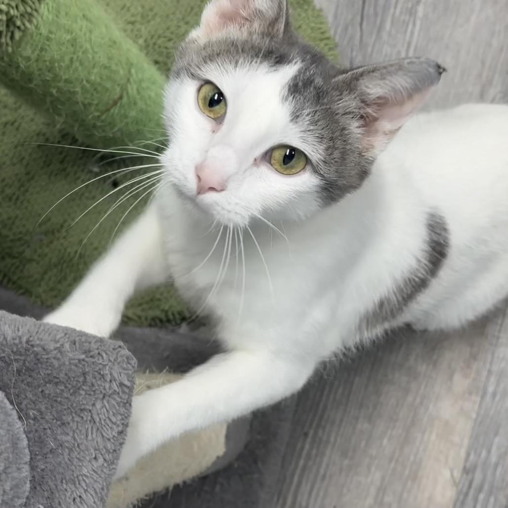 Nani, an adoptable Domestic Short Hair in Crookston, MN, 56716 | Photo Image 2