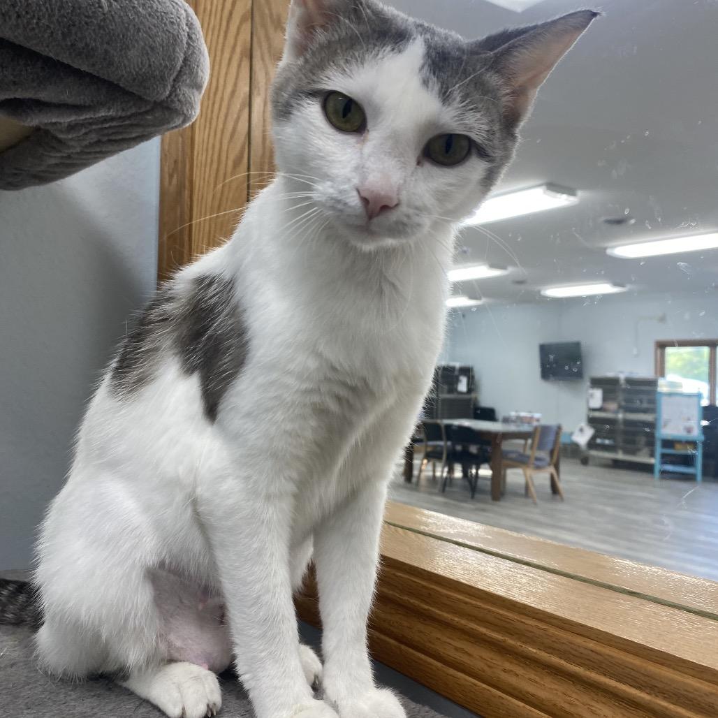 Nani, an adoptable Domestic Short Hair in Crookston, MN, 56716 | Photo Image 3