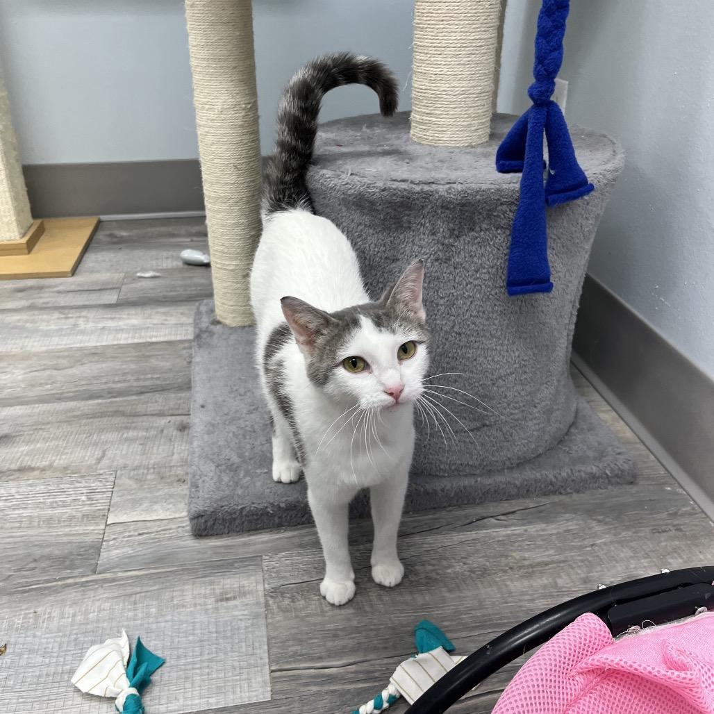 Nani, an adoptable Domestic Short Hair in Crookston, MN, 56716 | Photo Image 4