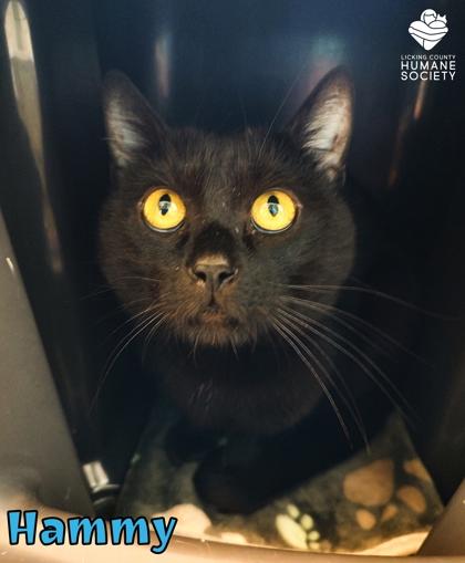 Hammy, Adoptable, Adult Male Domestic Short Hair & Domestic Short Hair.
