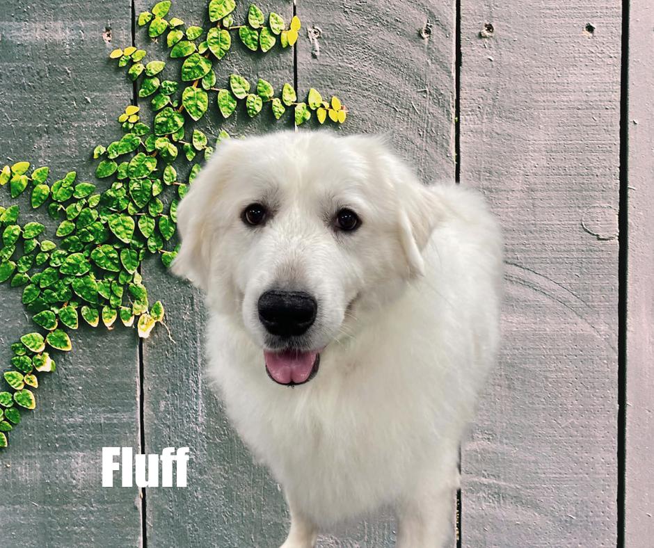 Enlarge Fluff, a Adoptable Great Pyrenees in Marshville, NC image 3/4