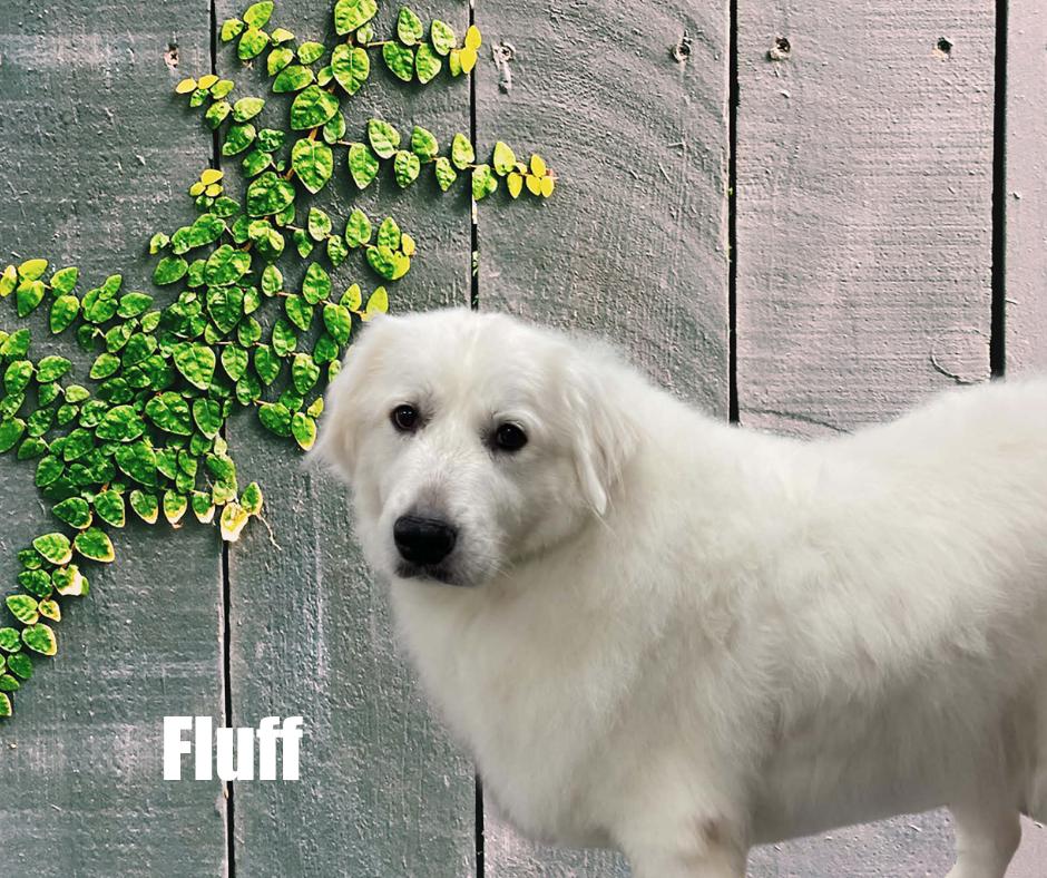 Enlarge Fluff, a Adoptable Great Pyrenees in Marshville, NC image 4/4