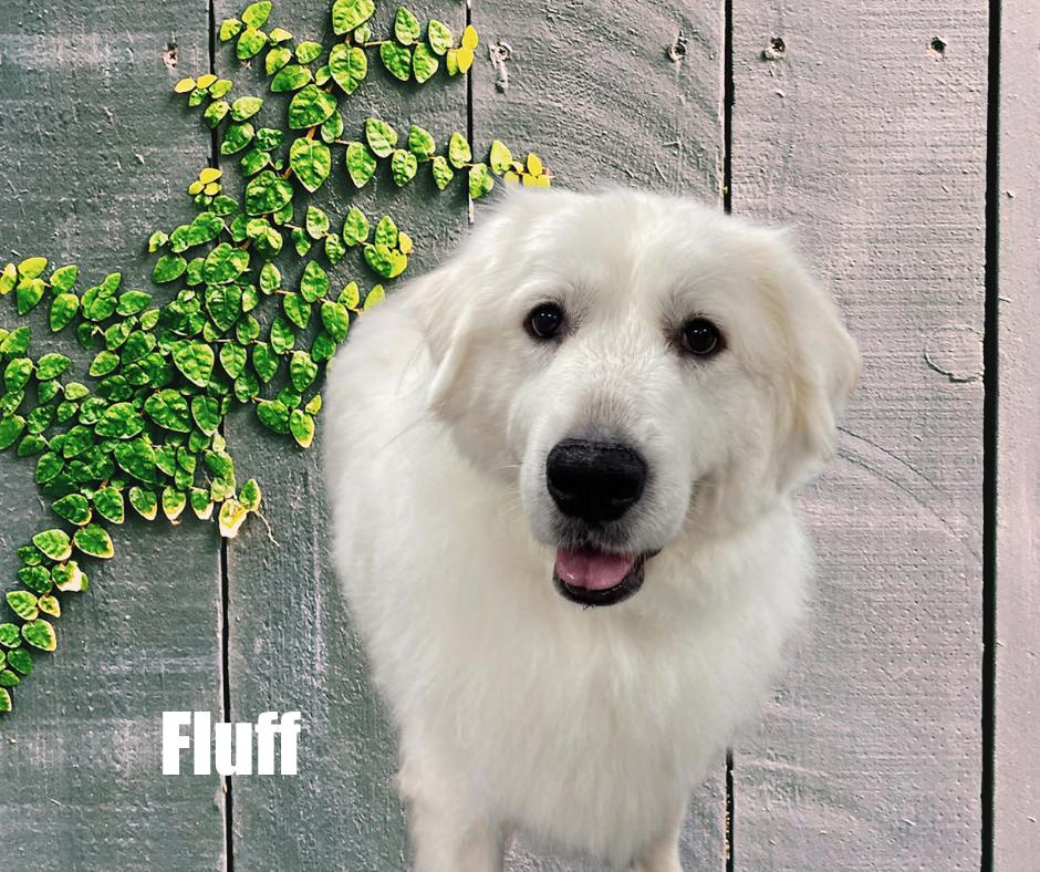 Enlarge Fluff, a Adoptable Great Pyrenees in Marshville, NC image 2/4
