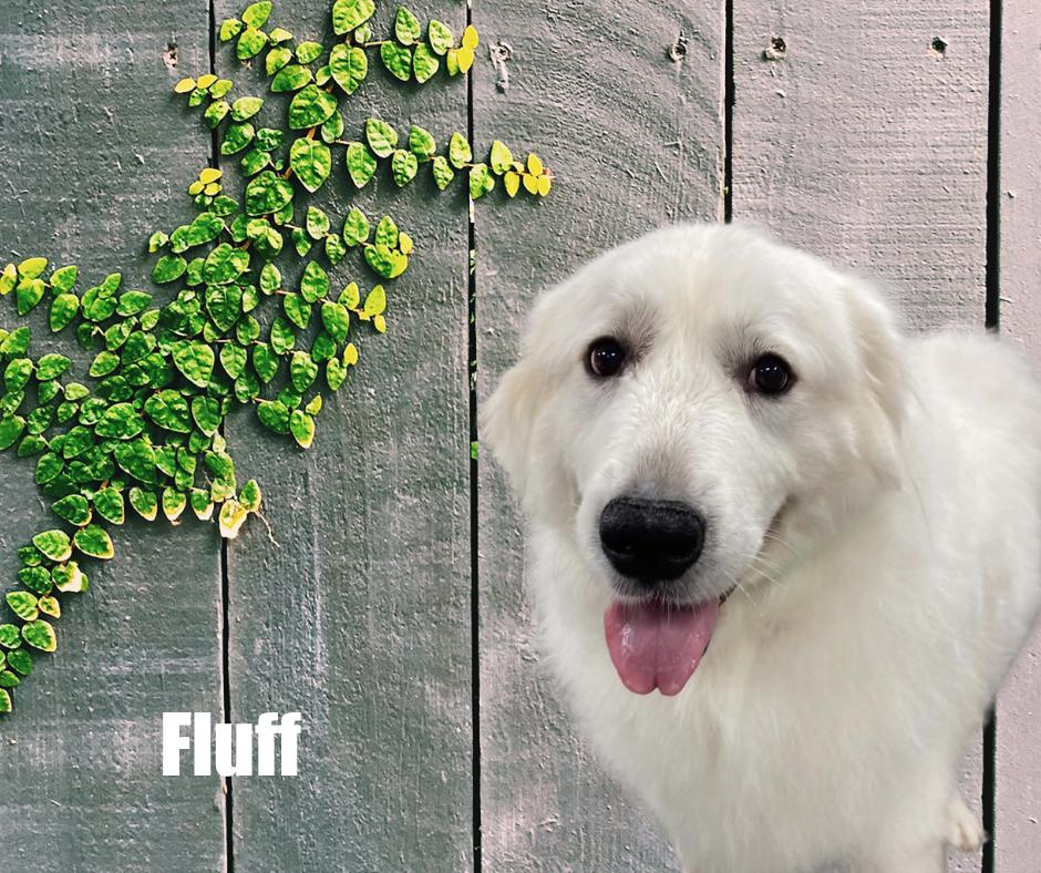 Fluff, Adoptable, Adult Female Great Pyrenees.