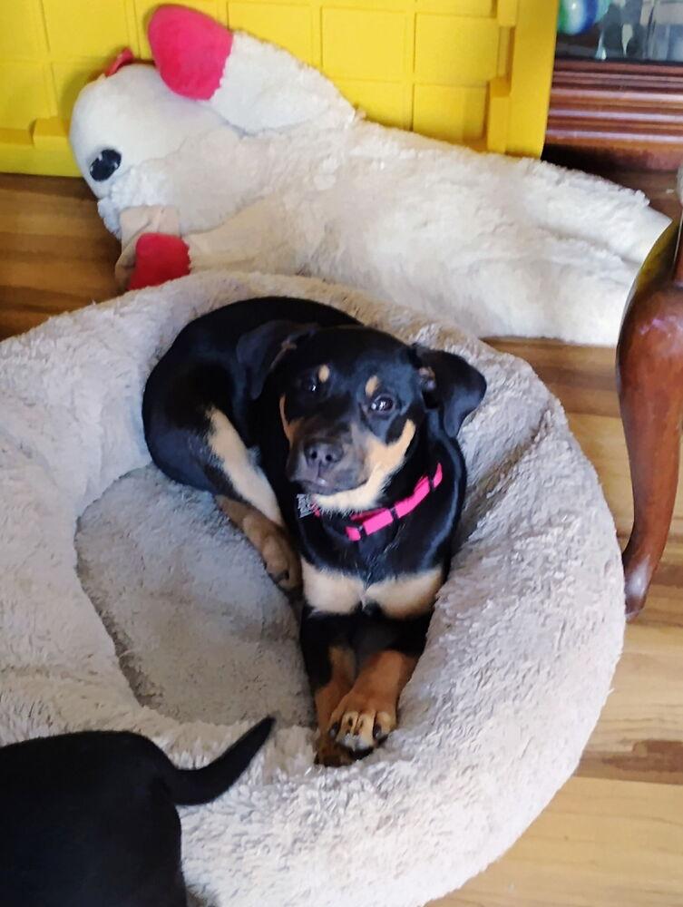 Paise, Adoptable, Puppy Female Labrador Retriever & Rottweiler.