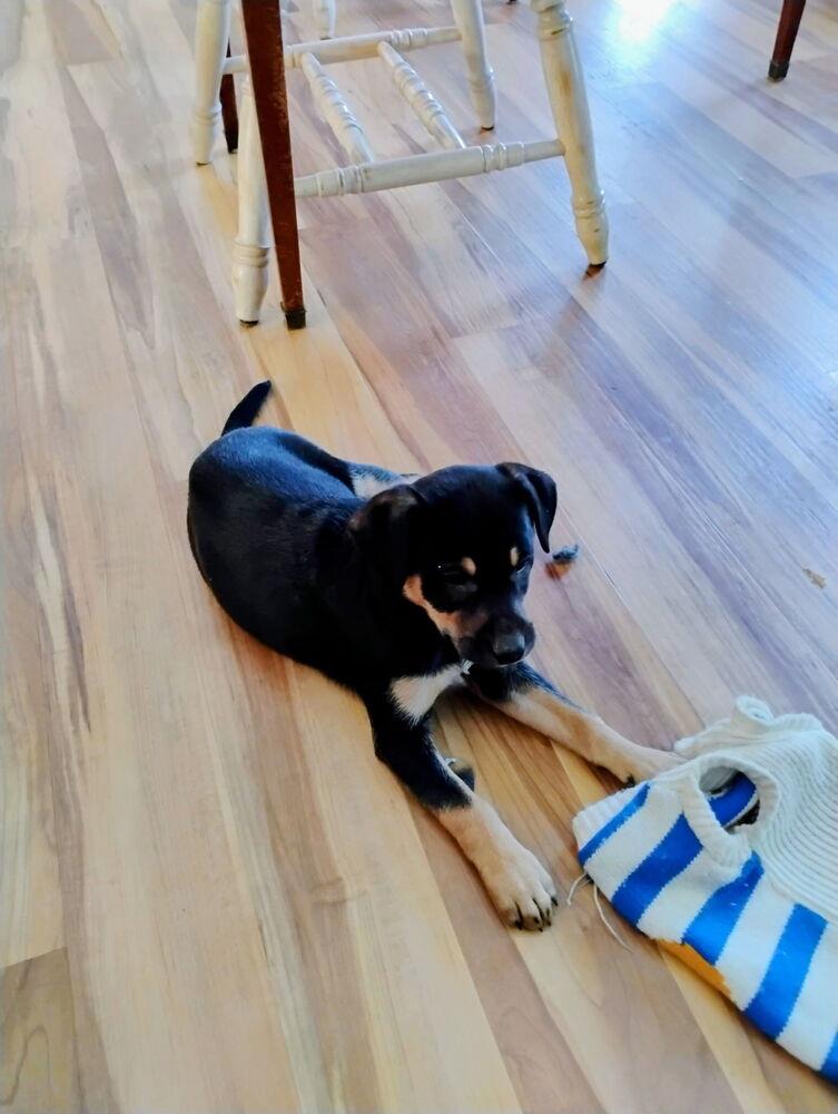 Paise, a Adoptable mixed breed in Loveland, OH image 3/3