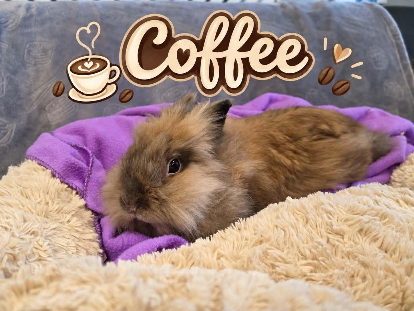 Coffee, Adoptable, Young Male Lionhead.