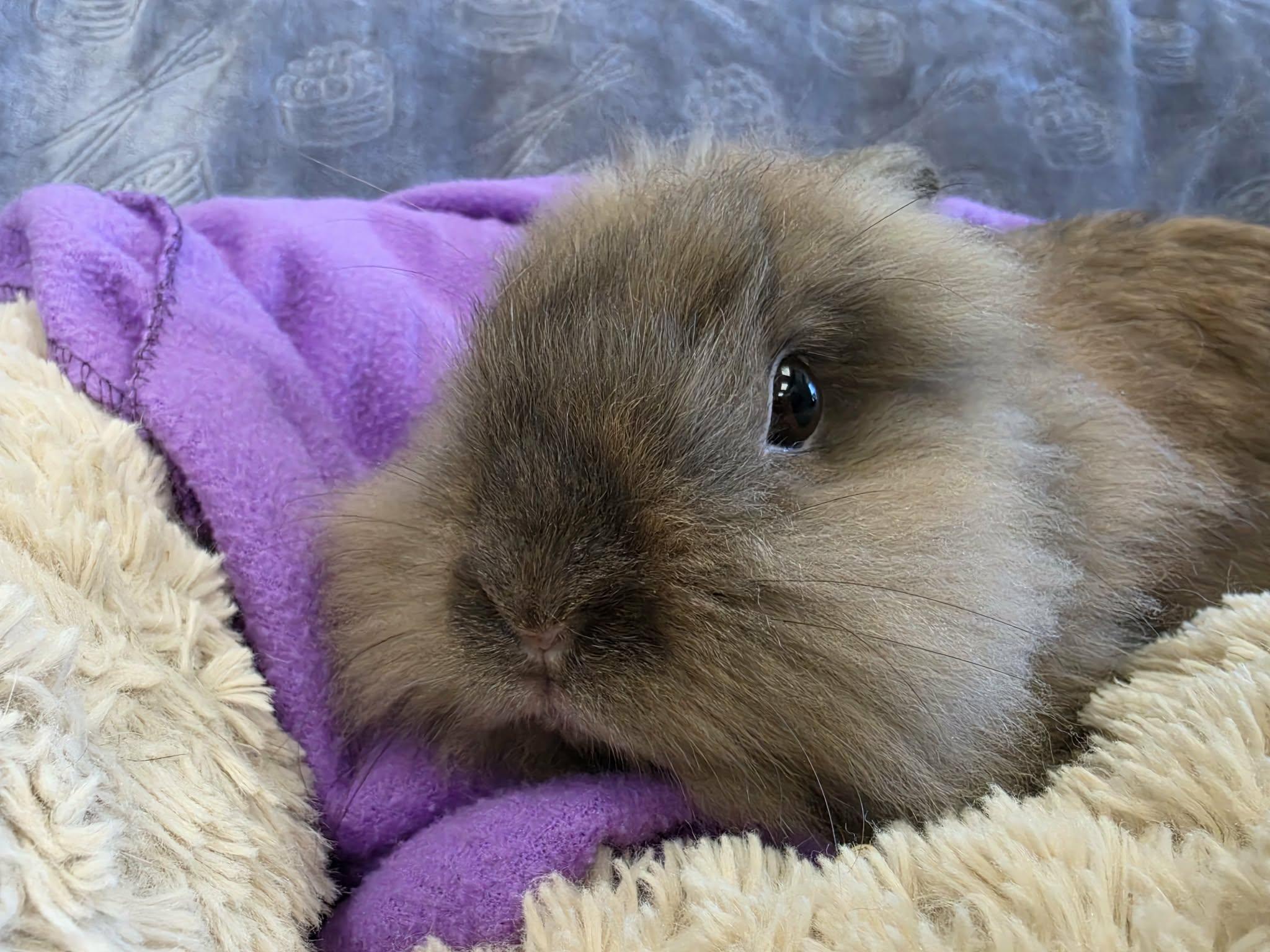 Enlarge Coffee, a Adoptable Lionhead in San Angelo , TX image 2/2
