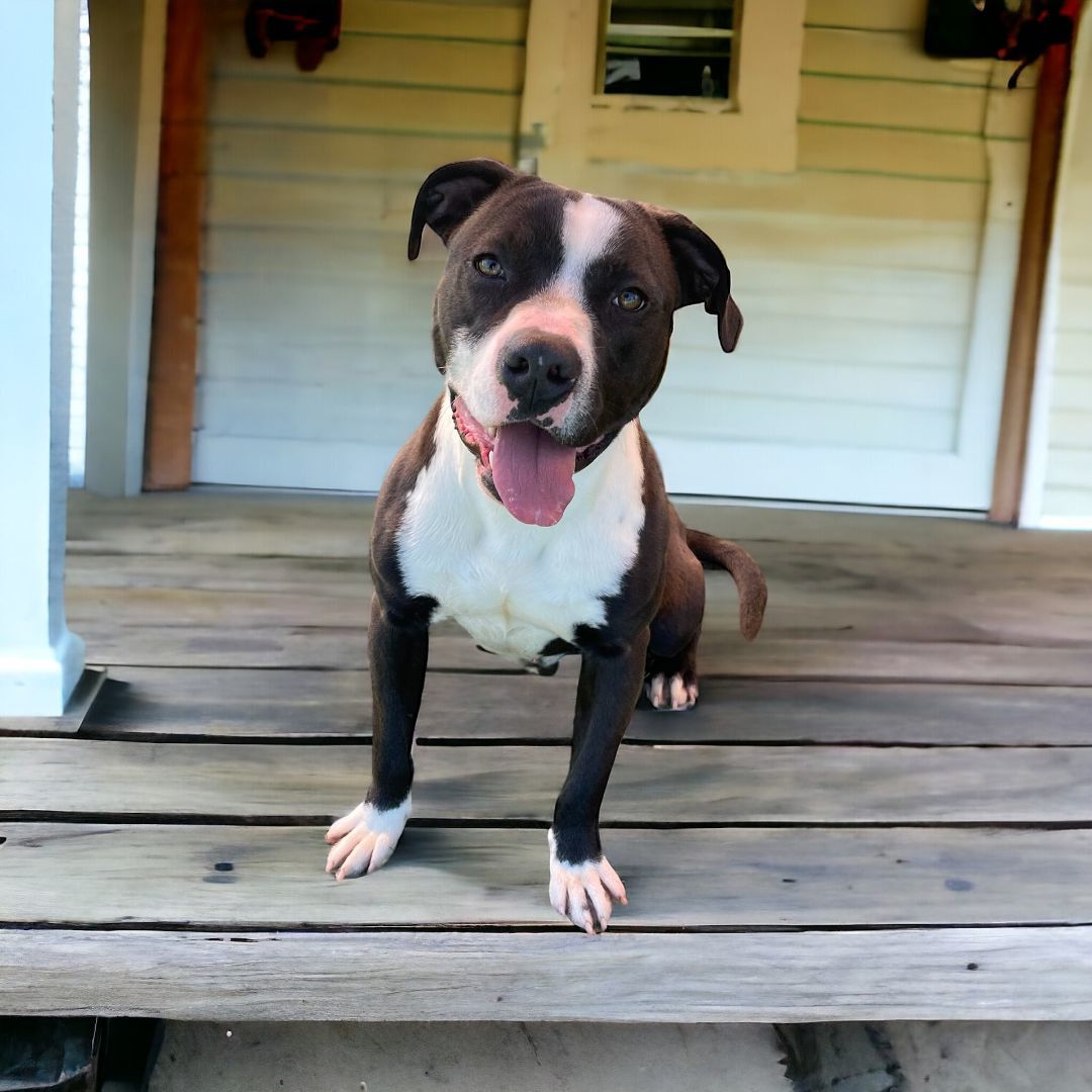 Brewster, a Adoptable Pit Bull Terrier in Williston, VT image 1/6