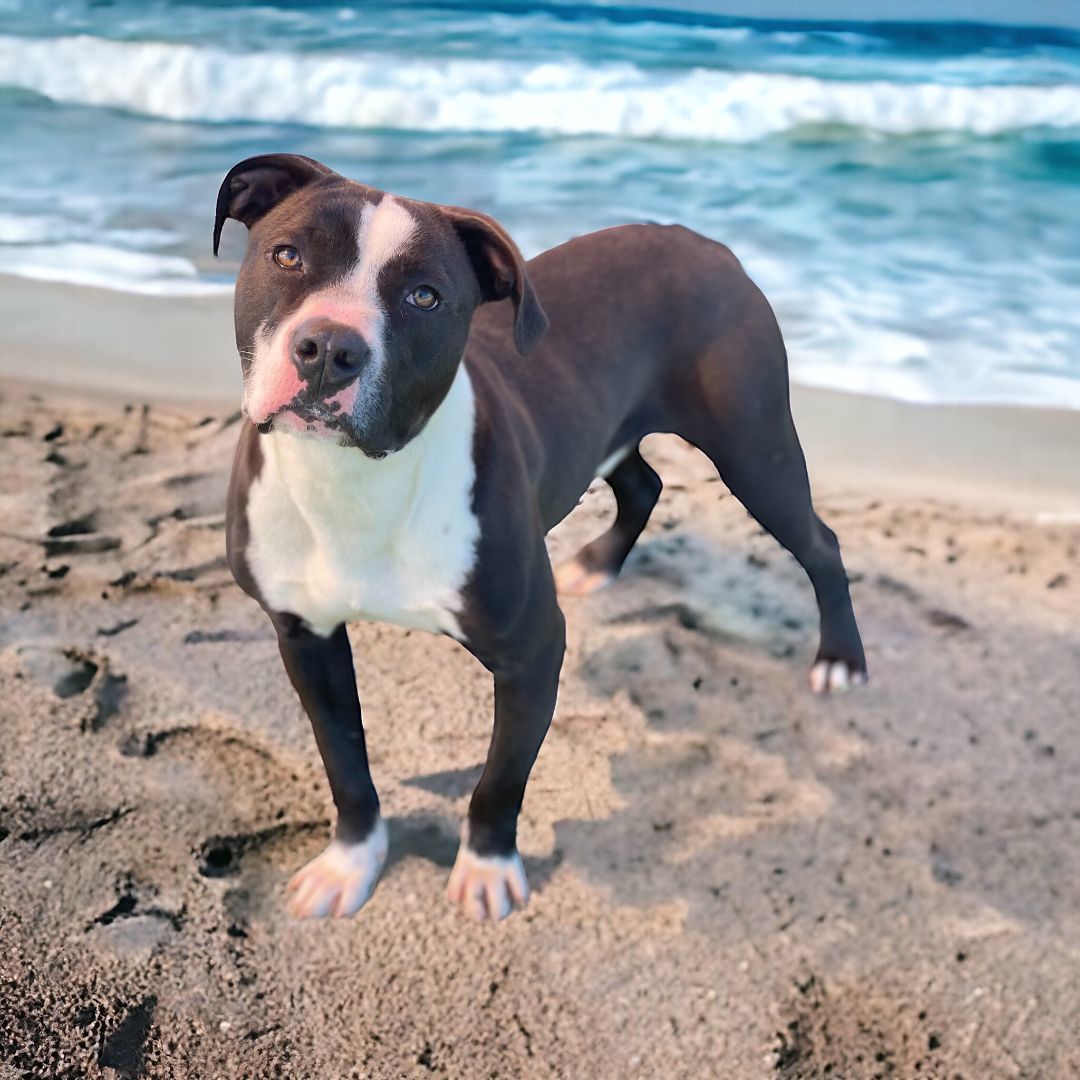 Brewster, a Adoptable Pit Bull Terrier in Williston, VT image 5/6