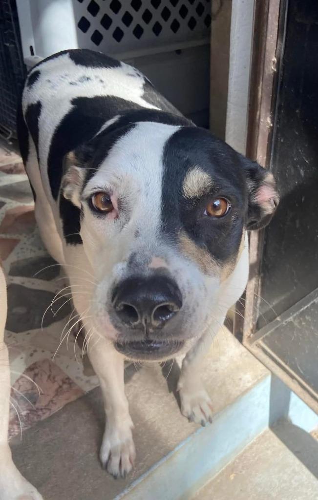 Enlarge Nova, a Adoptable mixed breed in Rancho Santa Fe, CA image 2/4