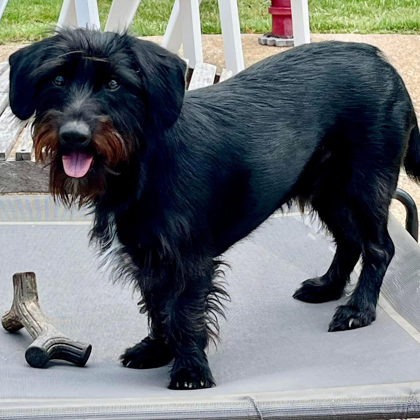 Enlarge Coleson (Cole), a Adoptable mixed breed in Rockwall, TX image 4/4