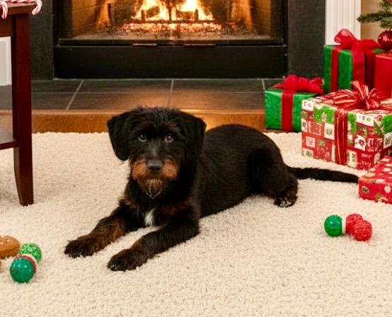 Enlarge Coleson (Cole), a Adoptable mixed breed in Rockwall, TX image 2/4