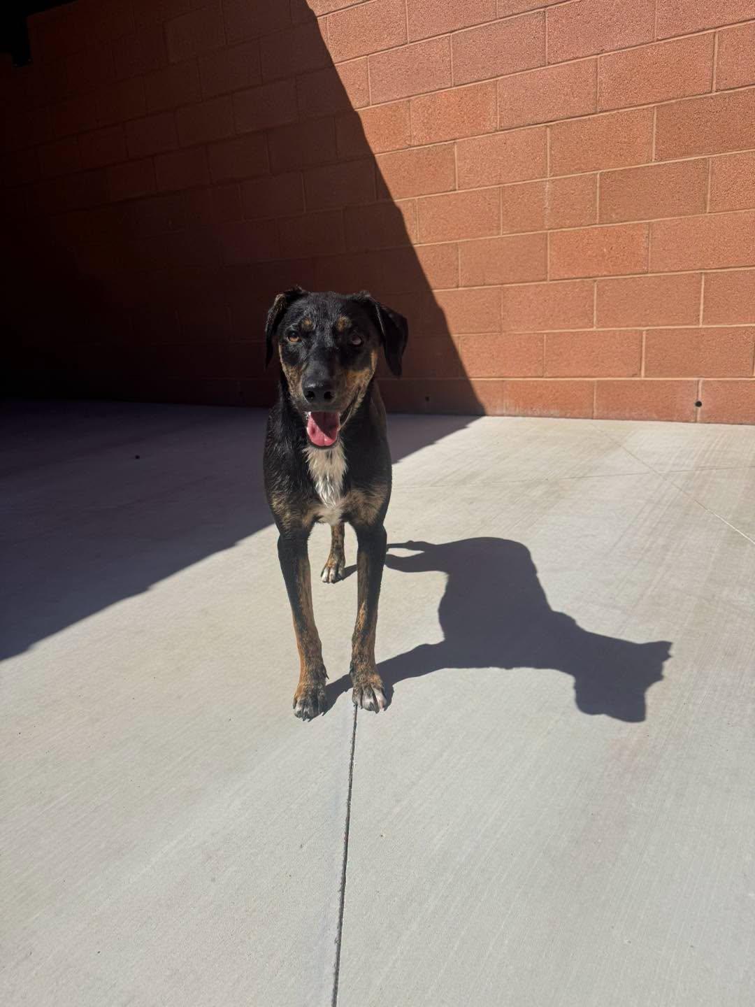 Blake, a ADOPTABLE Hound in Ivins, UT image 2/2