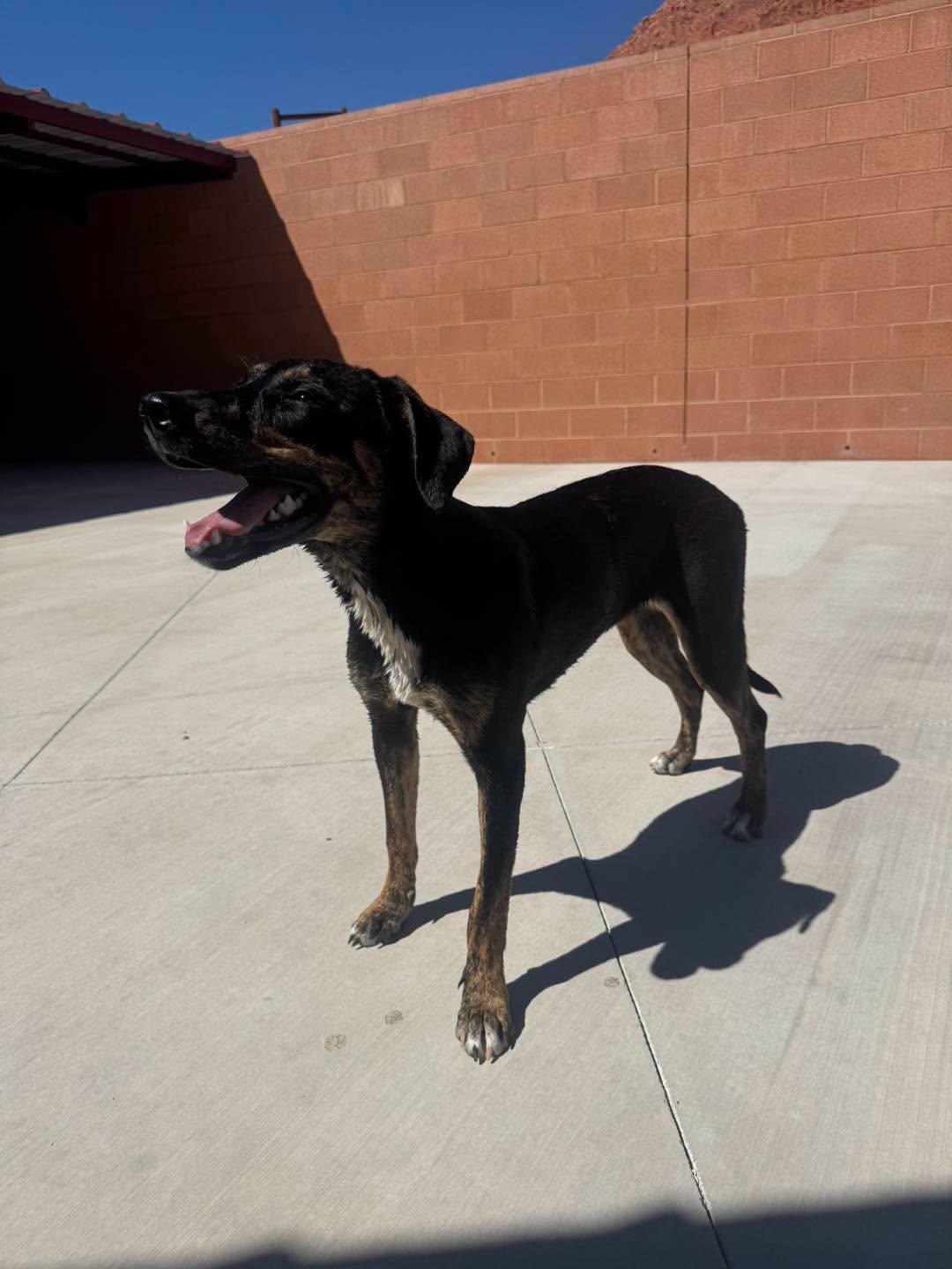 Blake, ADOPTABLE, Young Female Hound.