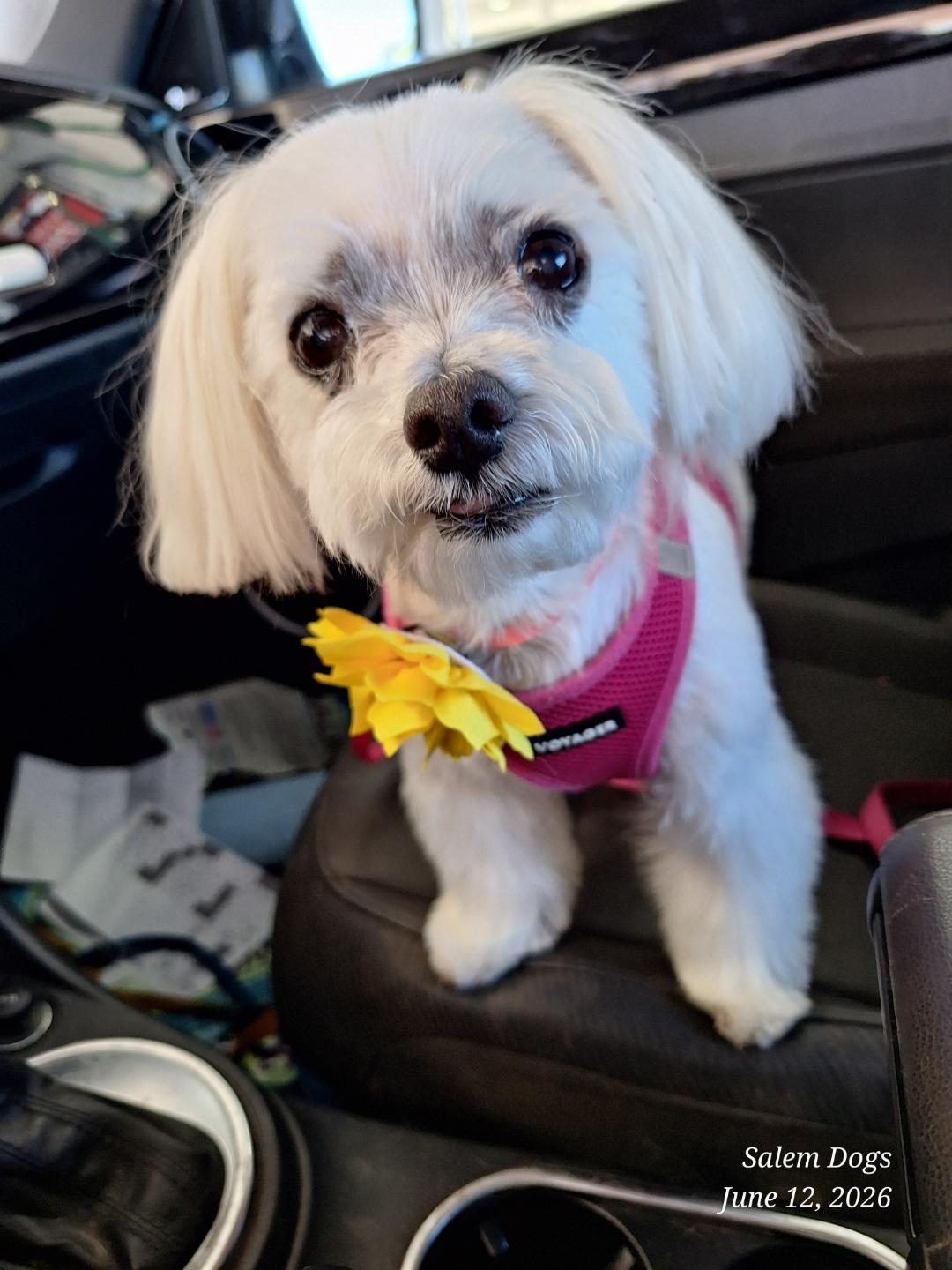 Enlarge Mopsie, a ADOPTABLE Maltese in Salem, OR image 1/1