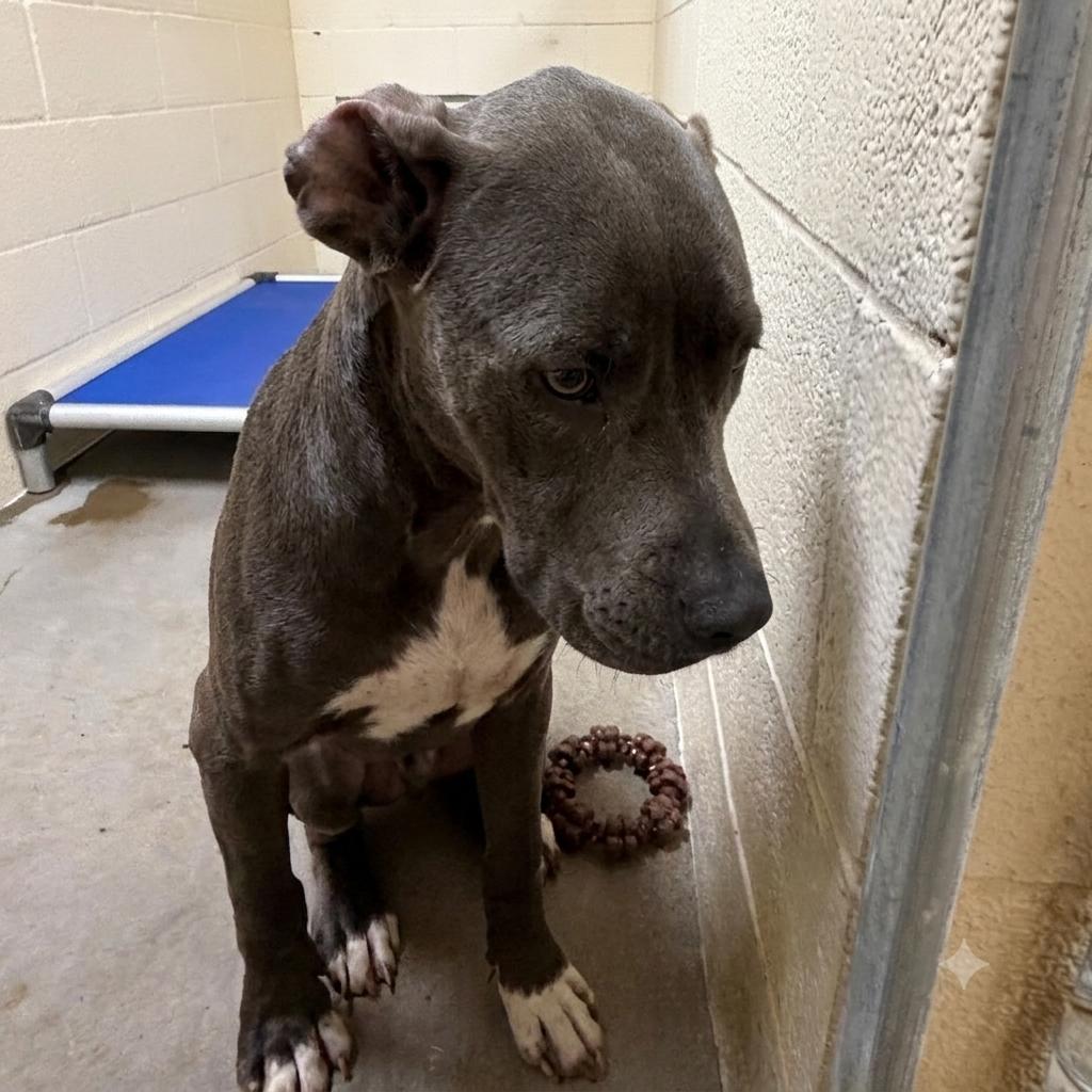 Enlarge Diesel, a Adoptable mixed breed in Palestine, TX image 1/2