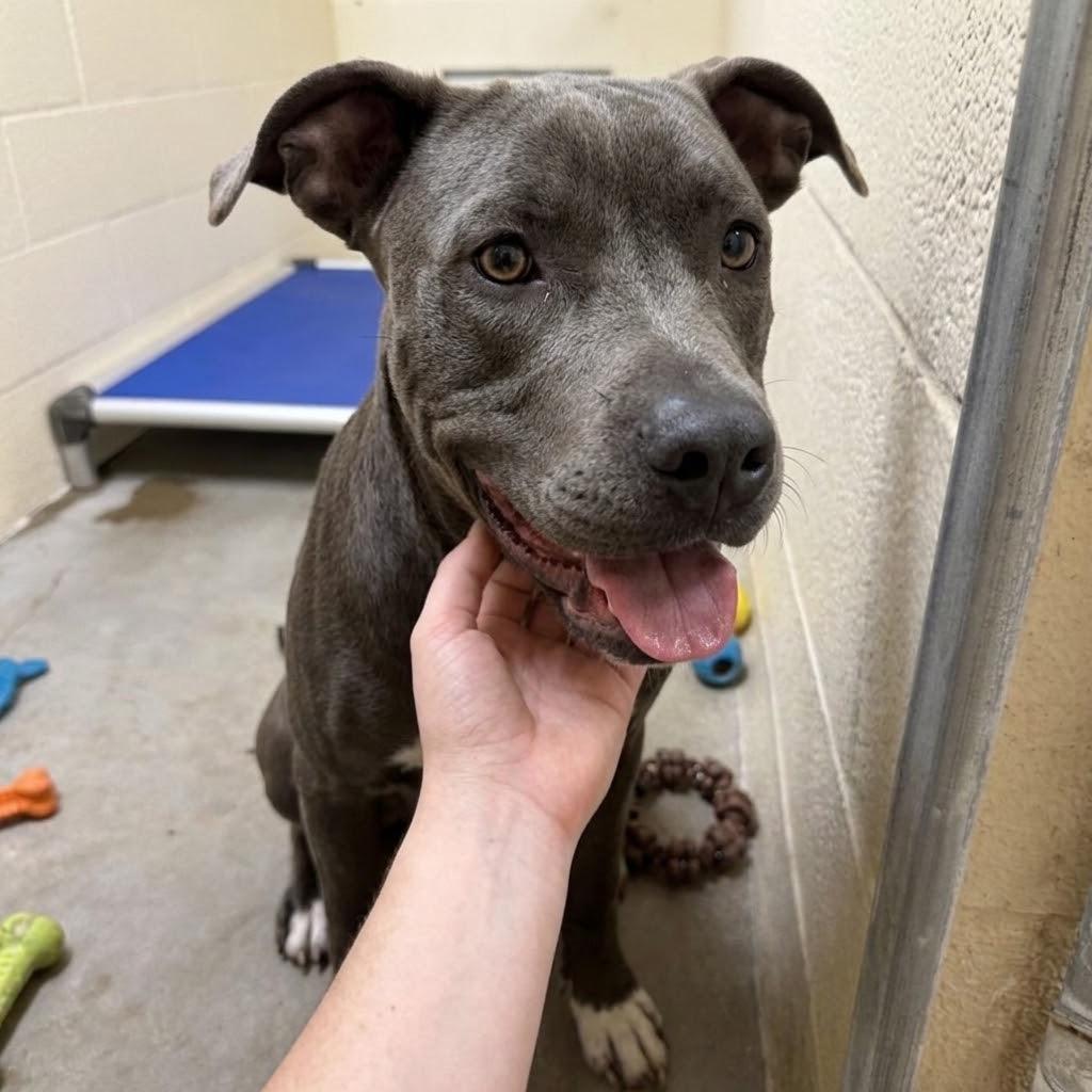 Enlarge Diesel, a Adoptable mixed breed in Palestine, TX image 2/2