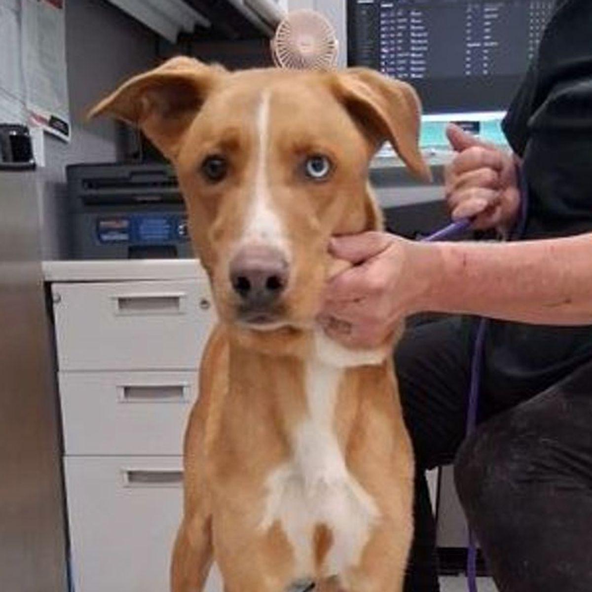 Apollo, Adoptable, Adult Male German Shepherd Dog & Mixed Breed.