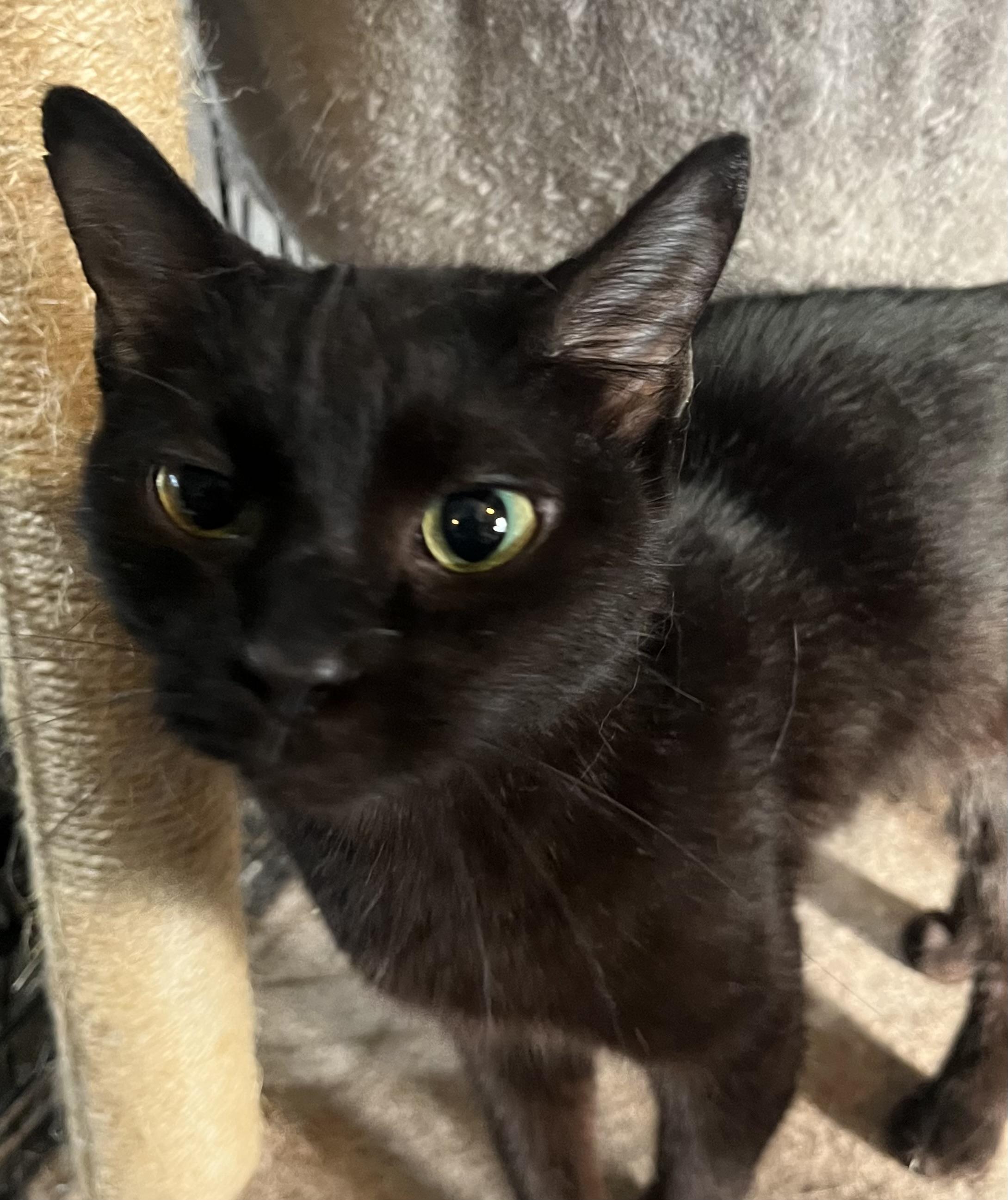 Enlarge IMANI, a ADOPTABLE mixed breed in Danbury, CT image 2/2