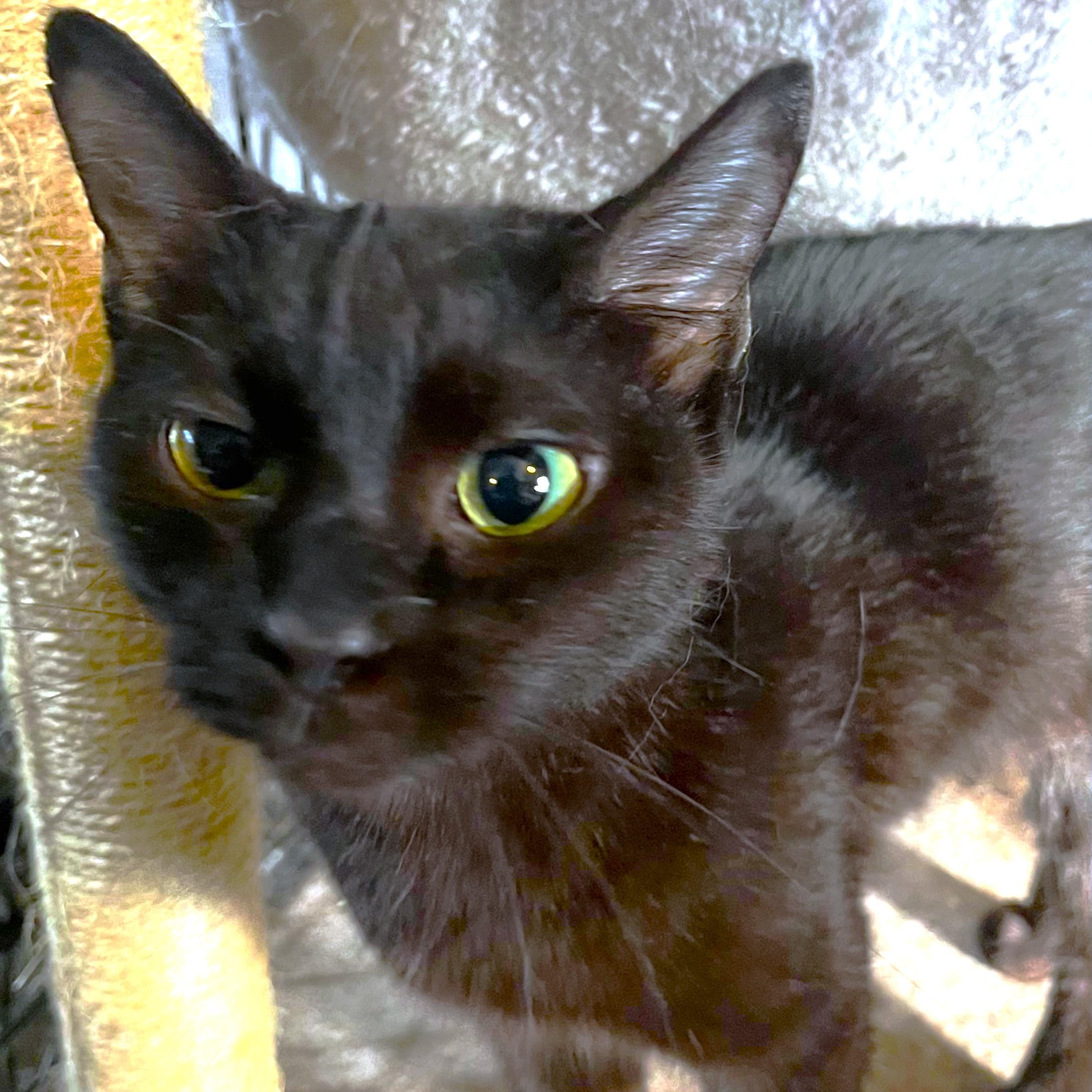 IMANI, ADOPTABLE, Kitten Female Bombay.